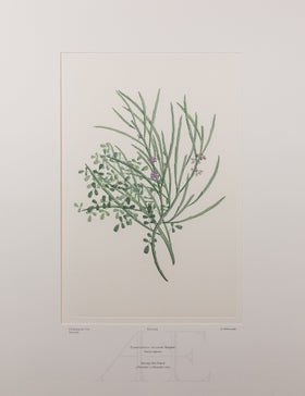 Banks Florilegium, Part 21, Plate 429