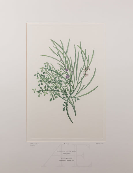 Banks Florilegium, Part 21, Plate 429