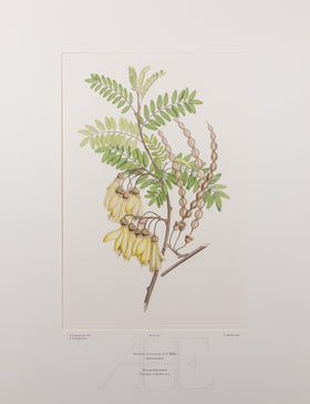 Banks Florilegium, Part 21, Plate 430