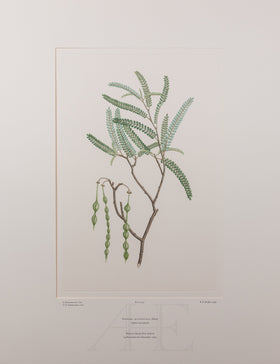 Banks Florilegium, Part 21, Plate 431