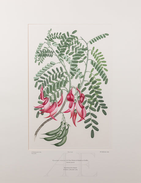 Banks Florilegium, Part 21, Plate 432