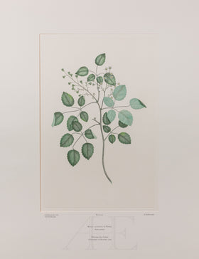 Banks Florilegium, Part 21, Plate 433