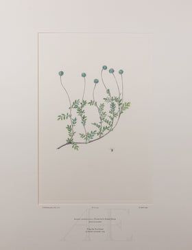 Banks Florilegium, Part 21, Plate 434