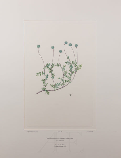 Banks Florilegium, Part 21, Plate 434