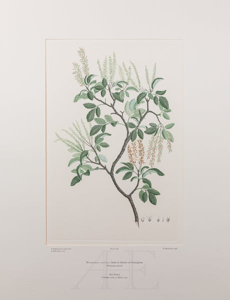 Banks Florilegium, Part 21, Plate 436