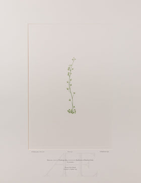 Banks Florilegium, Part 21, Plate 437