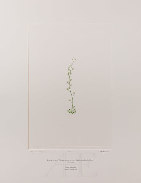 Banks Florilegium, Part 21, Plate 437