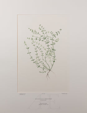 Banks Florilegium, Part 21, Plate 438