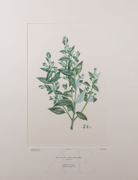 Banks Florilegium, Part 21, Plate 439