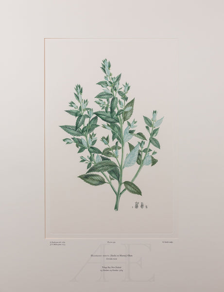 Banks Florilegium, Part 21, Plate 439