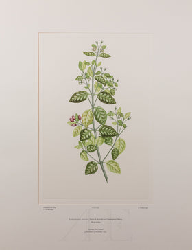 Banks Florilegium, Part 21, Plate 440