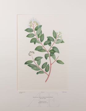Banks Florilegium, Part 21, Plate 441