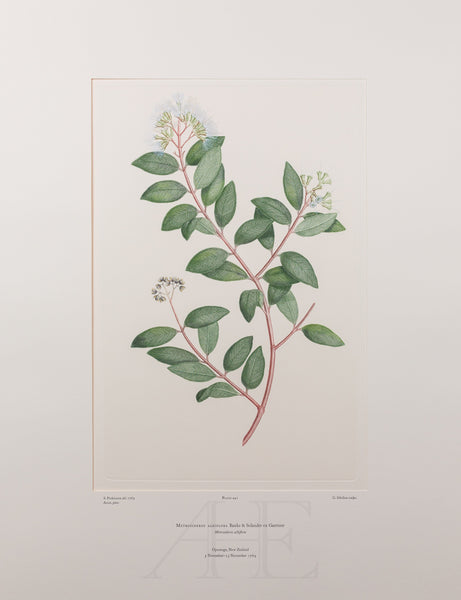 Banks Florilegium, Part 21, Plate 441