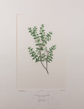 Banks Florilegium, Part 21, Plate 442