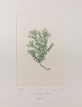 Banks Florilegium, Part 21, Plate 443