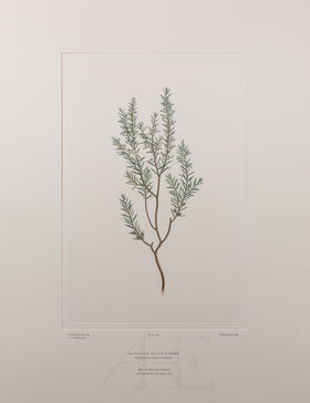 Banks Florilegium, Part 21, Plate 444