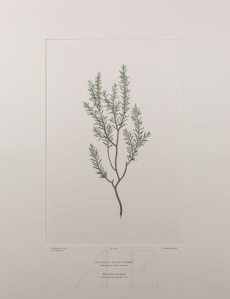 Banks Florilegium, Part 21, Plate 444