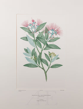 Banks Florilegium, Part 21, Plate 445