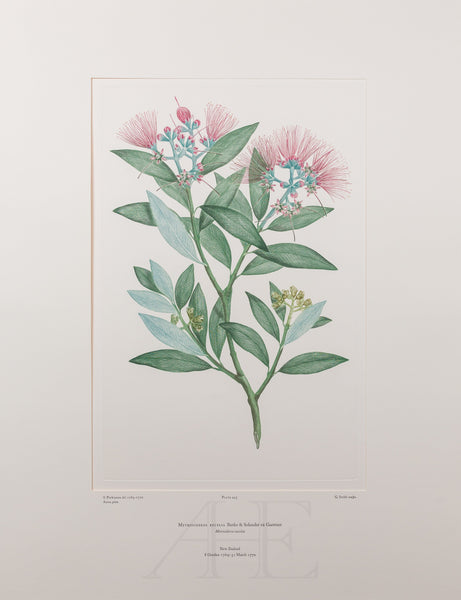 Banks Florilegium, Part 21, Plate 445