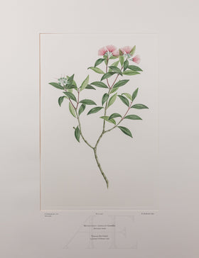 Banks Florilegium, Part 21, Plate 446