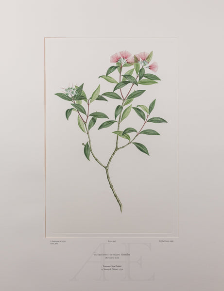 Banks Florilegium, Part 21, Plate 446