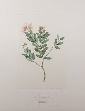 Banks Florilegium, Part 22, Plate 447