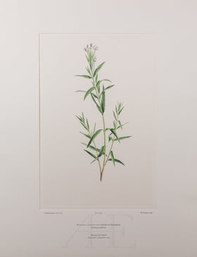 Banks Florilegium, Part 22, Plate 448