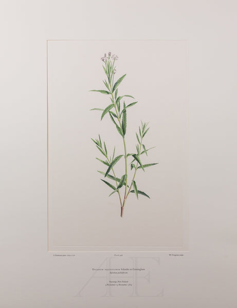 Banks Florilegium, Part 22, Plate 448