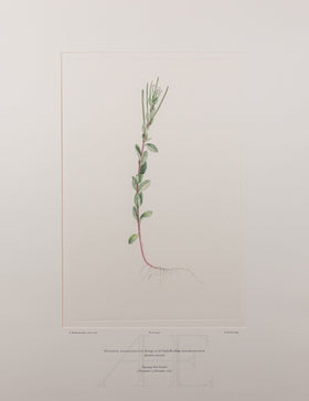 Banks Florilegium, Part 22, Plate 449