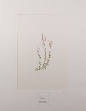 Banks Florilegium, Part 22, Plate 450