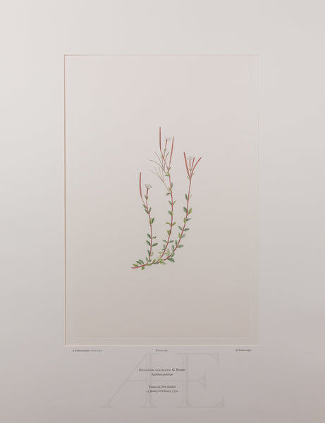 Banks Florilegium, Part 22, Plate 450