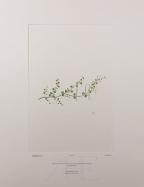 Banks Florilegium, Part 22, Plate 451