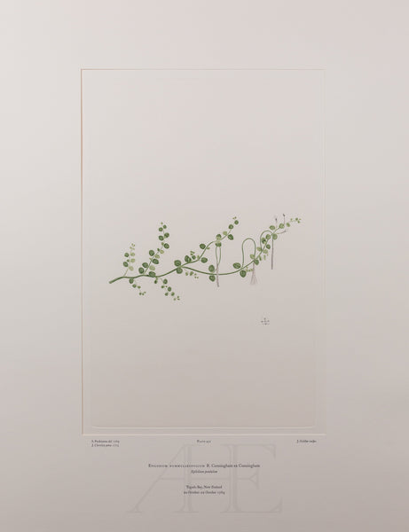 Banks Florilegium, Part 22, Plate 451