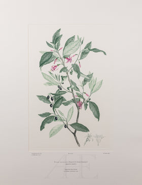 Banks Florilegium, Part 22, Plate 452