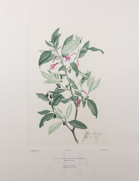 Banks Florilegium, Part 22, Plate 452