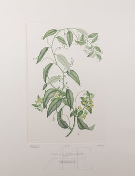 Banks Florilegium, Part 22, Plate 453
