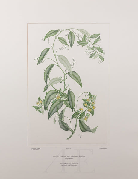 Banks Florilegium, Part 22, Plate 453