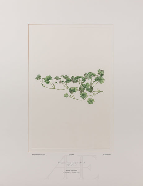 Banks Florilegium, Part 22, Plate 454