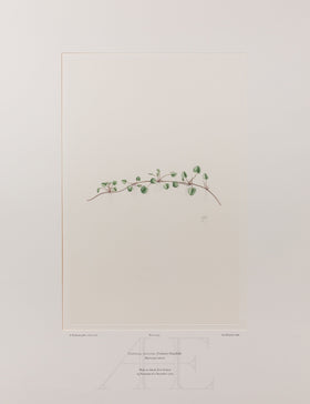 Banks Florilegium, Part 22, Plate 455