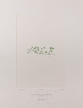 Banks Florilegium, Part 22, Plate 456