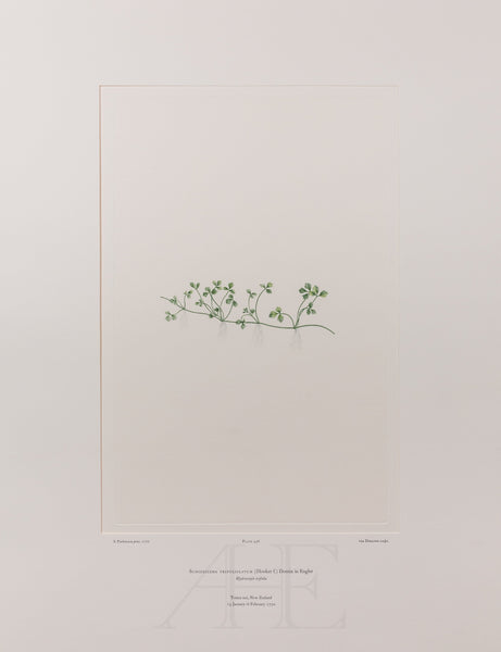 Banks Florilegium, Part 22, Plate 456