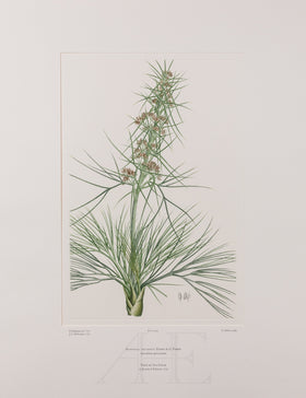 Banks Florilegium, Part 22, Plate 457