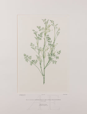 Banks Florilegium, Part 22, Plate 458