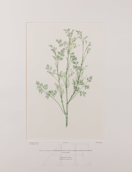 Banks Florilegium, Part 22, Plate 458