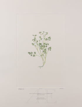 Banks Florilegium, Part 22, Plate 459