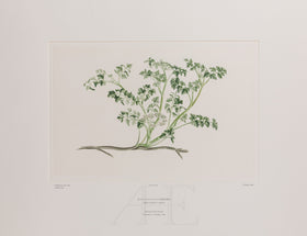 Banks Florilegium, Part 22, Plate 460