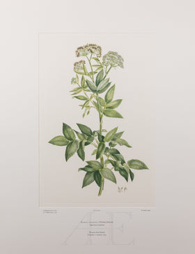 Banks Florilegium, Part 22, Plate 461