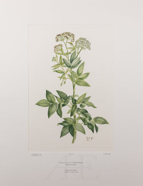 Banks Florilegium, Part 22, Plate 461