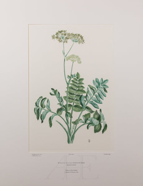Banks Florilegium, Part 22, Plate 462
