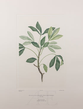 Banks Florilegium, Part 22, Plate 463